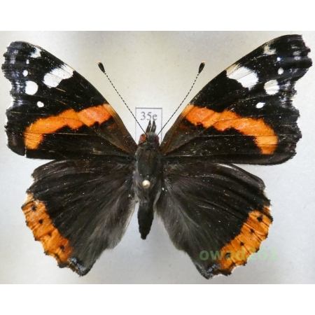 Vanessa atalanta (Linnaeus, 1758) Poland35e